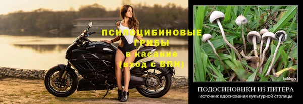 прущие грибы Балахна